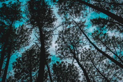 Low angle view of trees in forest during winter