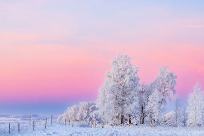 Country view with frosty trees at dusk