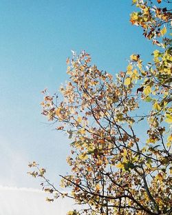 Low angle view of tree against clear sky