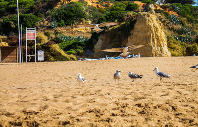 Birds flying over beach