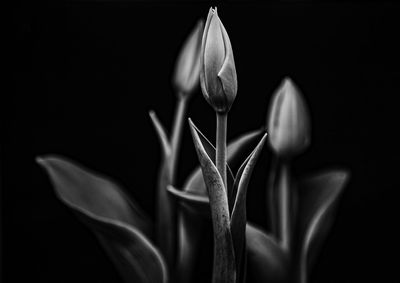 Close-up of white rose against black background