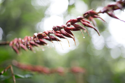 Close-up of leaves on twig