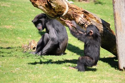 Close-up of monkey sitting on grass