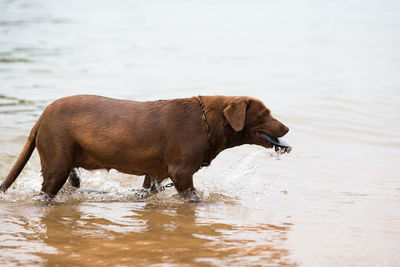 Side view of a dog in water