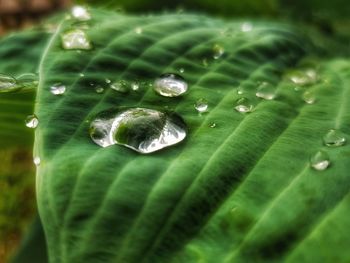 Close-up of raindrops on green leaves