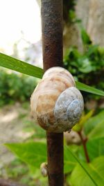 Close-up of snail on tree trunk