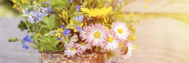 Close-up of purple flowering plant