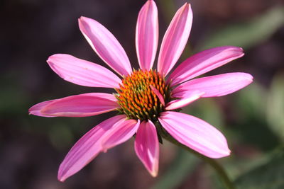 Close-up of pink flower