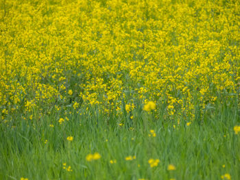Full frame shot of fresh yellow flower field