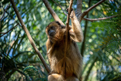 Mono carayá, a native of south america. in the wild and natural state