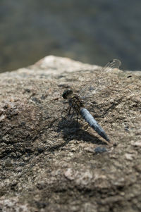 Close-up of insect on leaf