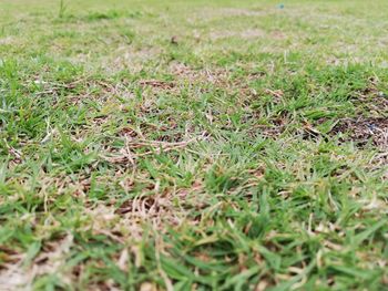 Full frame shot of fresh green field