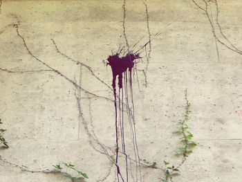 Close-up of insect on wall