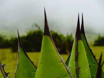 Close-up of plant