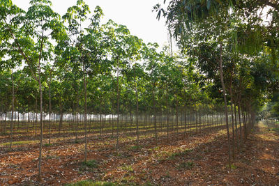 Trees growing on field in forest against sky