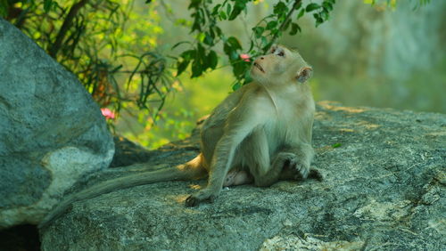 Monkey looking away on rock