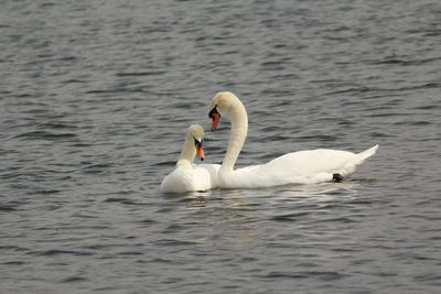 Swan swimming in lake