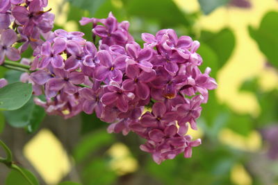 Close-up of pink flowering plant