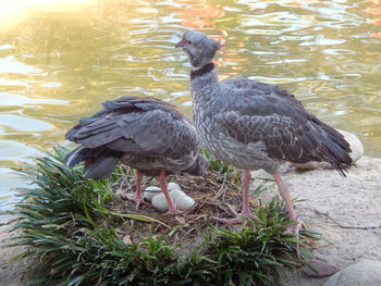 View of birds in water