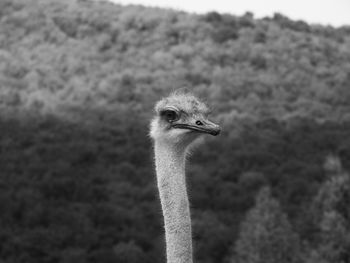 Close-up portrait of a bird on land