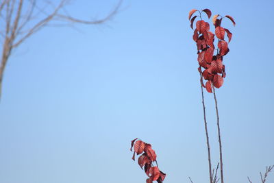 Low angle view of red leaf against blue sky