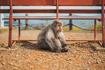 Monkey relaxing in cage