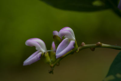 Close-up of purple flowering plant