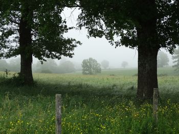 Trees growing in field