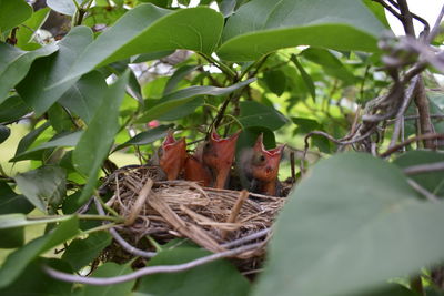 Bird on tree by plants