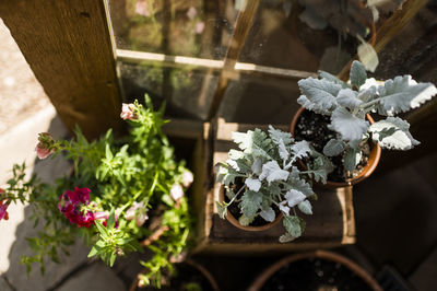 Pottend plants in greenhouse in waco texas