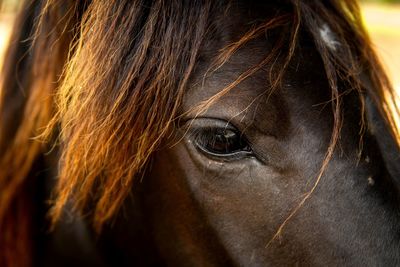 Close-up of a horse