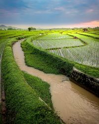 Scenic view of agricultural field against sky