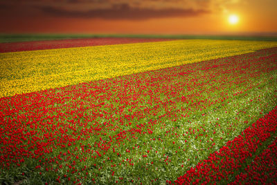 Scenic view of field against sky during sunset