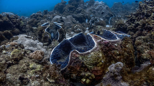 View of turtle swimming in sea