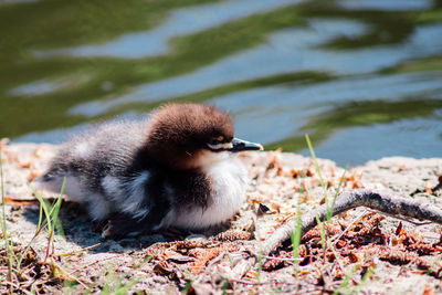 Close-up of a bird