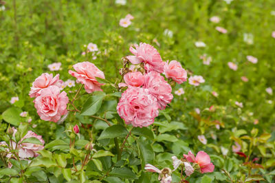 Close-up of pink roses