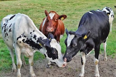 Cows standing in a field