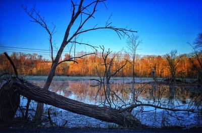 Bare trees against clear sky during winter