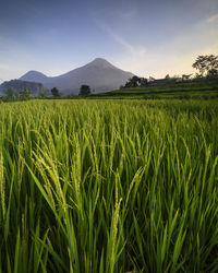 Scenic view of agricultural field against sky