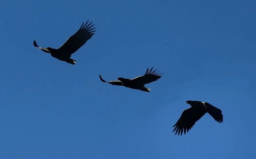 Low angle view of birds flying in sky