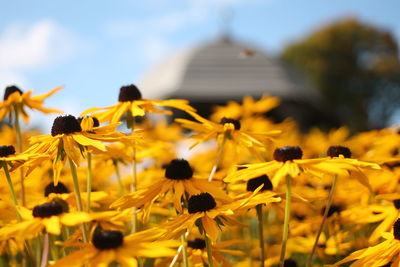 Close-up of yellow flowers blooming outdoors