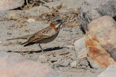 Close-up of bird perching on rock