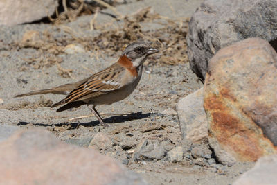 Close-up of bird perching on rock