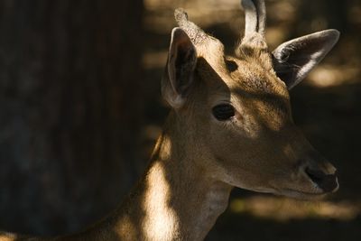 Close-up of deer