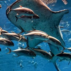 View of shark swimming with other fishes in water