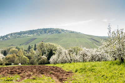 Scenic view of agricultural field against sky