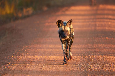 An african wild dog in kafue national park