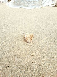 High angle view of beach