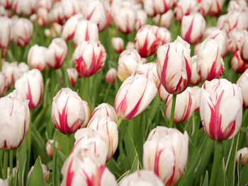 Close-up of pink tulips