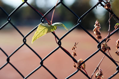 Close-up of leaf on chainlink fence